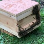 Ablegerbildung – aus einem Volk werden zwei