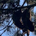 Wenn die Bienen ausziehen wollen