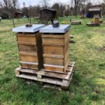 Ein Jahr mit den Bienen