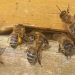 Neustart im Frühjahr