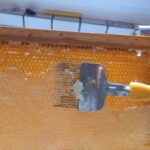 Die erste Ernte des Jahres