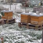 Winterruhe bei den Bienen
